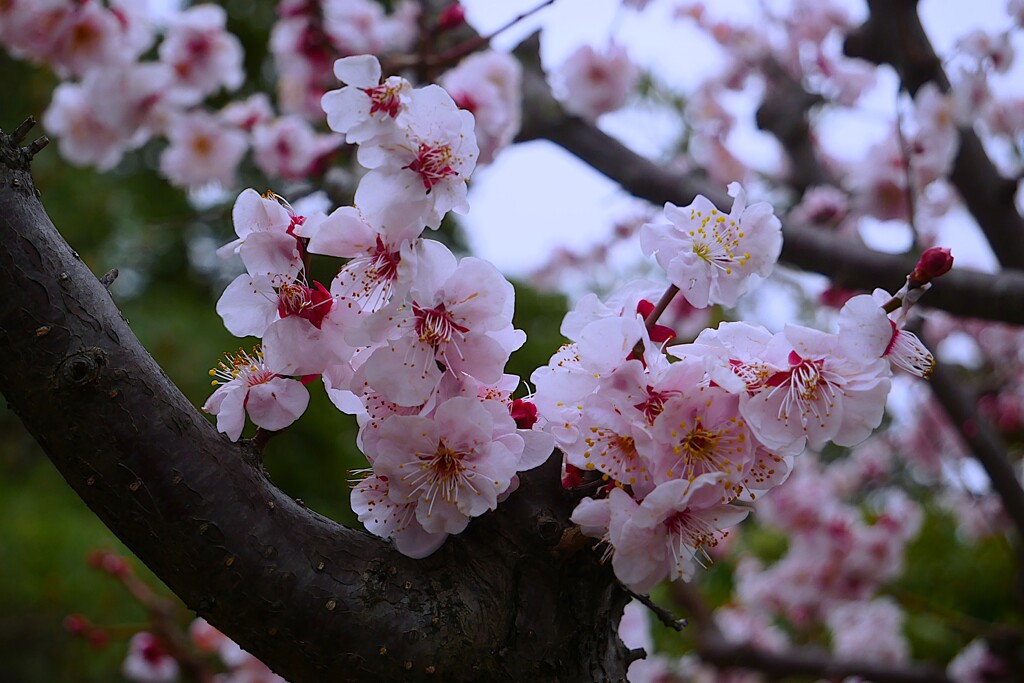 ② 梅の花