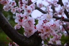 ② 梅の花