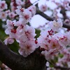 ② 梅の花