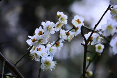 ① 荏原神社の白梅