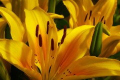 黄色いユリの花（4）