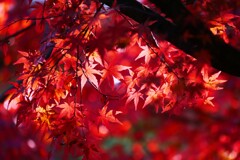 ③ 大田黒公園の紅葉
