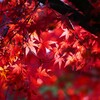 ③ 大田黒公園の紅葉