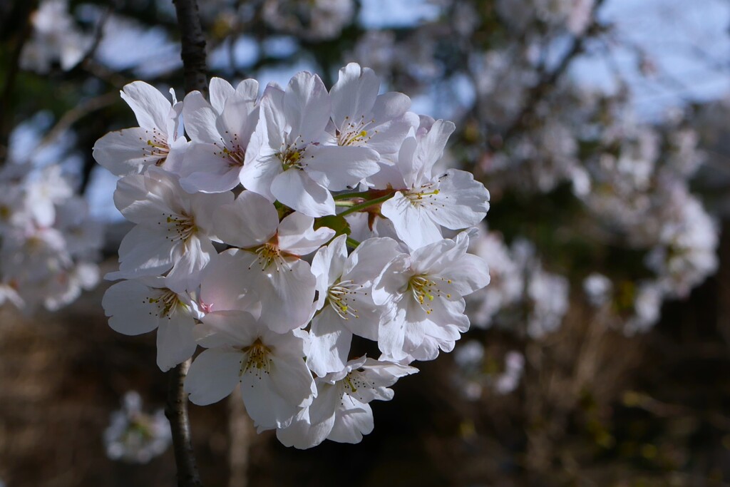 公園のサクラ咲く（3）