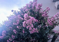 サルスベリの花