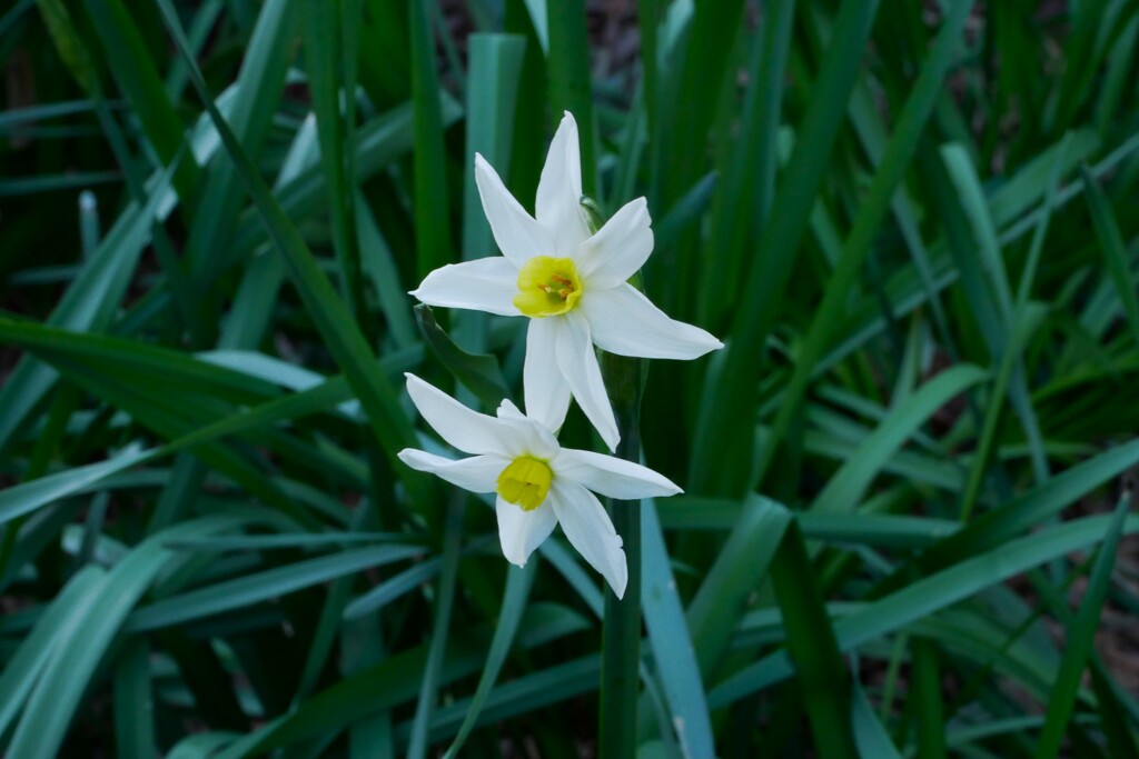 花びらが尖った白いスイセン