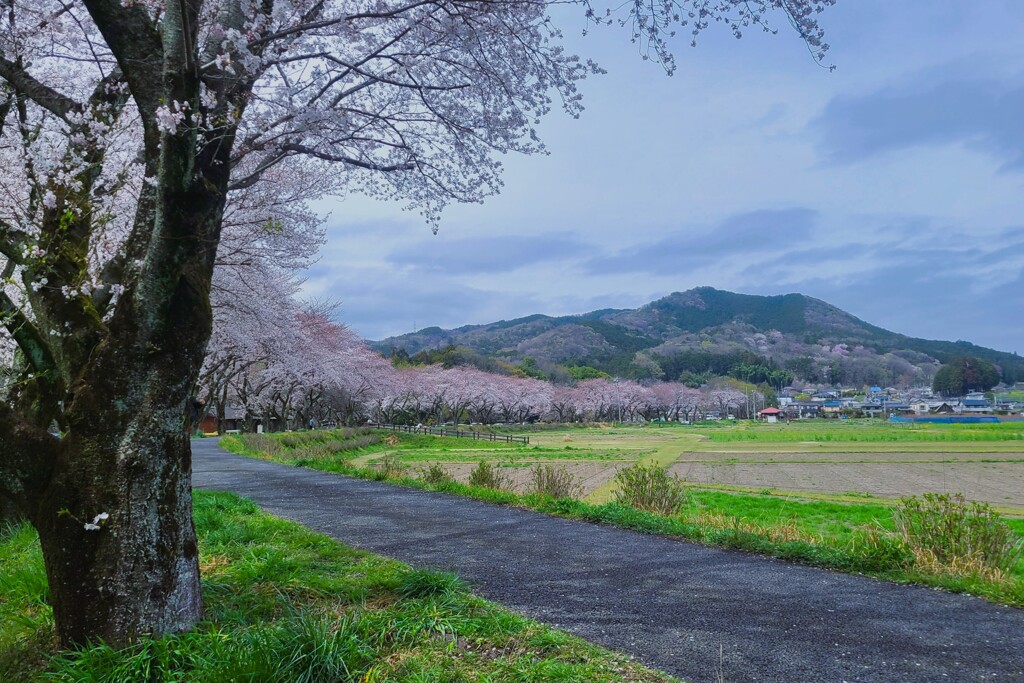 桜並木（1）