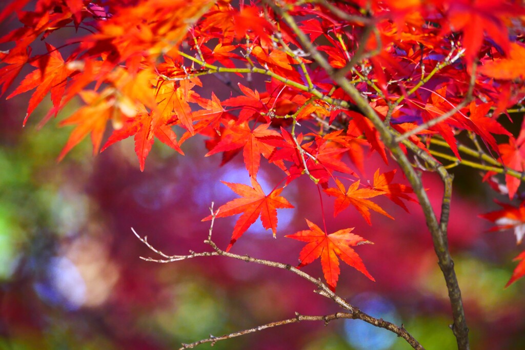 ② 大田黒公園の紅葉