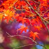② 大田黒公園の紅葉