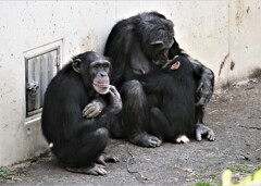チンパンジーの親子（3）