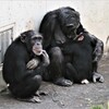チンパンジーの親子（3）