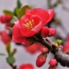 木瓜の花（2）