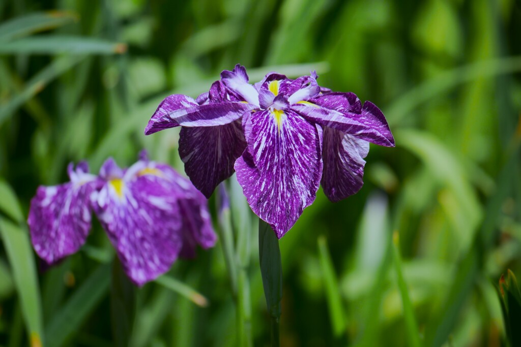 庭園内に咲く花菖蒲（2）