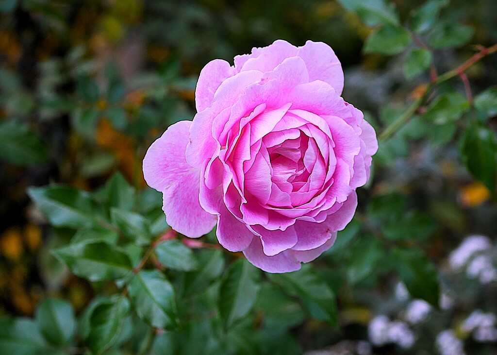 四季の香ローズガーデンの薔薇 ⑤