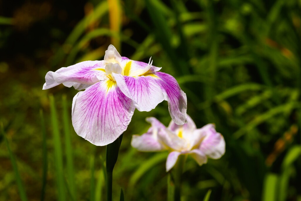 園内の花菖蒲田にて（6）