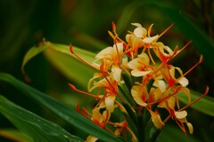 この花は・・・