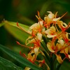この花は・・・