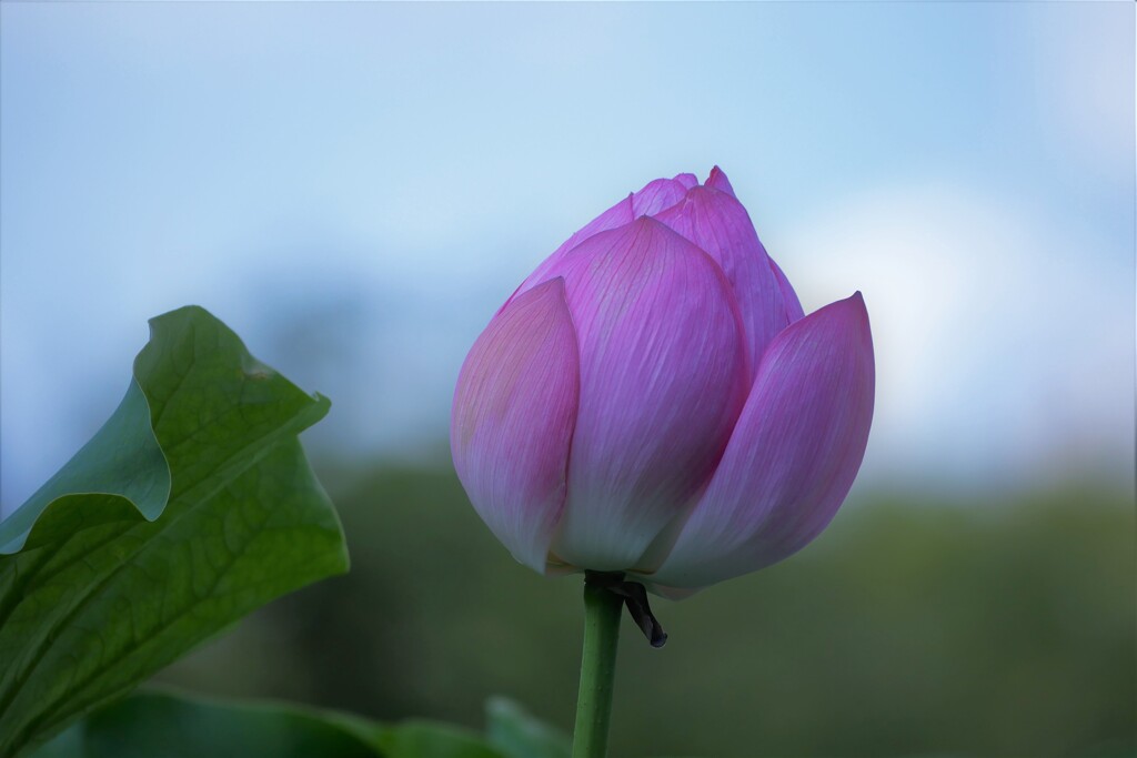 蓮の花 ③