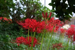 ⑦ 彼岸花