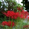⑦ 彼岸花