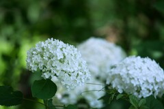 郷土の森あじさいまつり ③