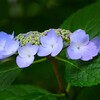 ② 団地に咲くアジサイ