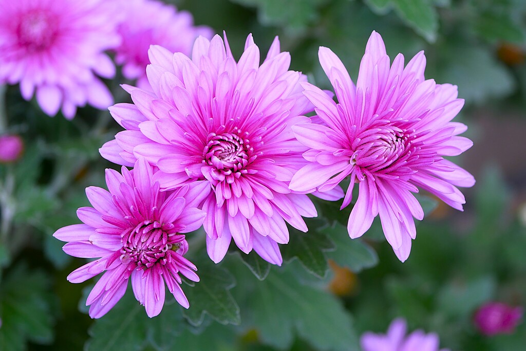 ② キクの花が・・・