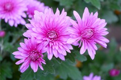 ② キクの花が・・・