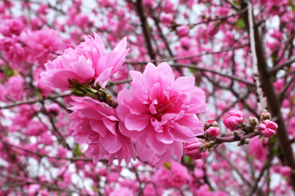 春うらら ー 桃の花が咲きました。