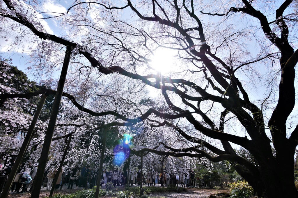 六義園のしだれ桜