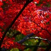 ④ 大田黒公園の紅葉