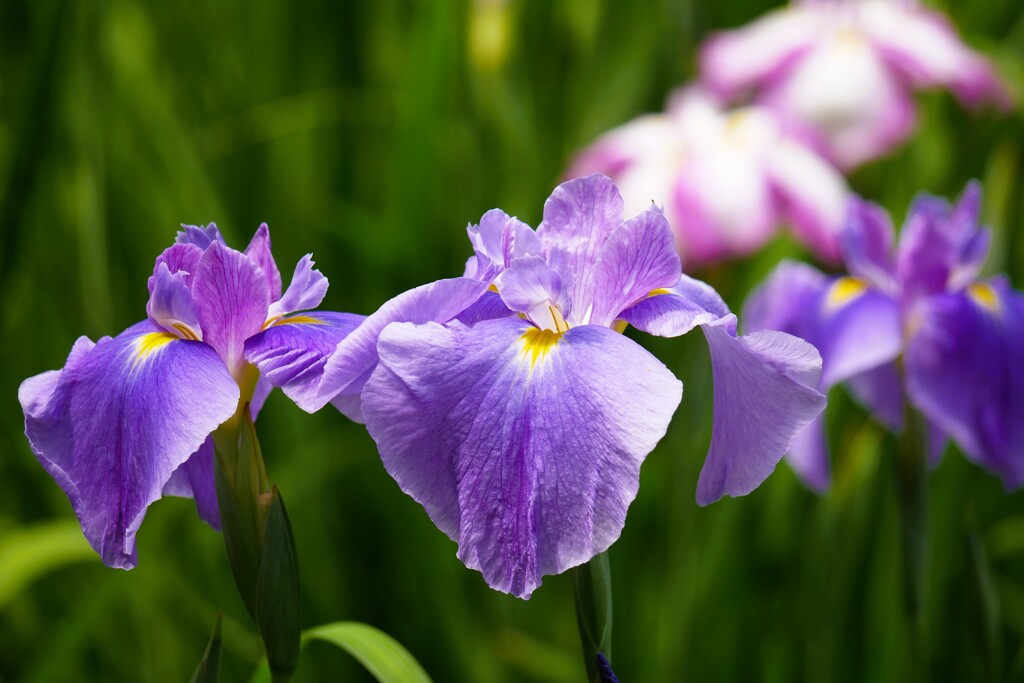 園内の花菖蒲田にて（2）