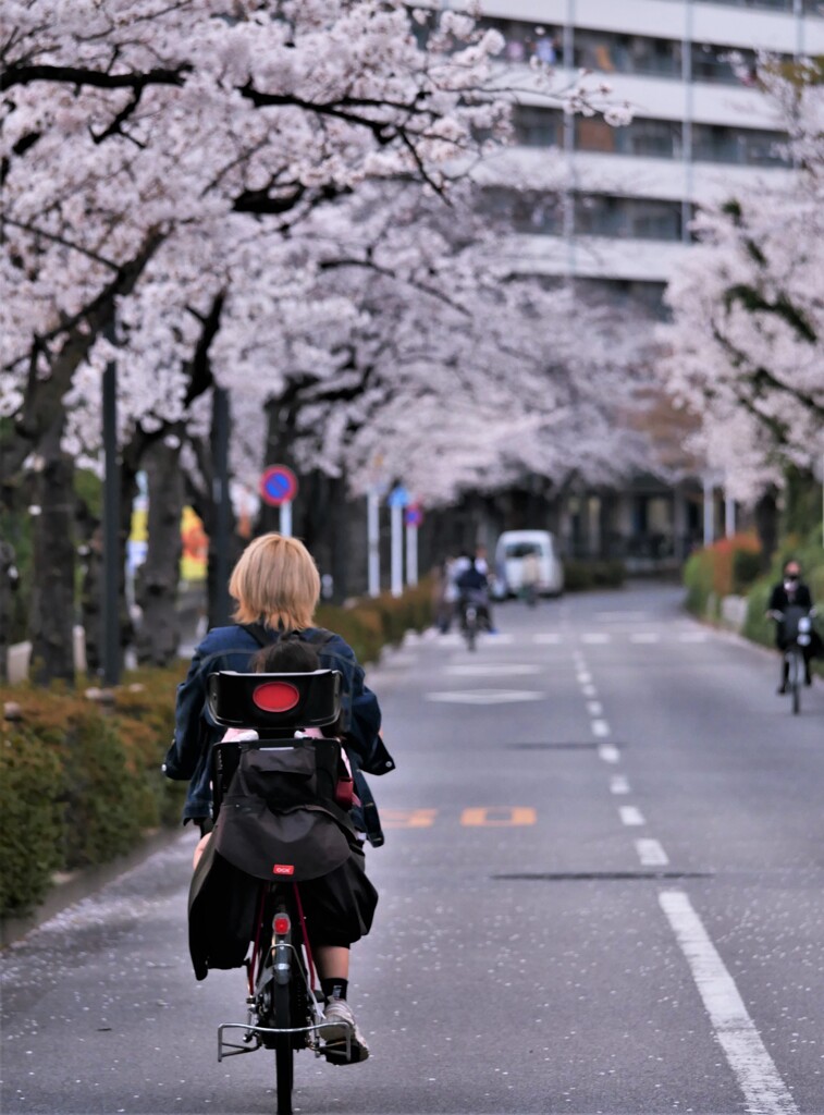 さくら通り