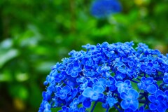 郷土の森あじさいまつり ⑥