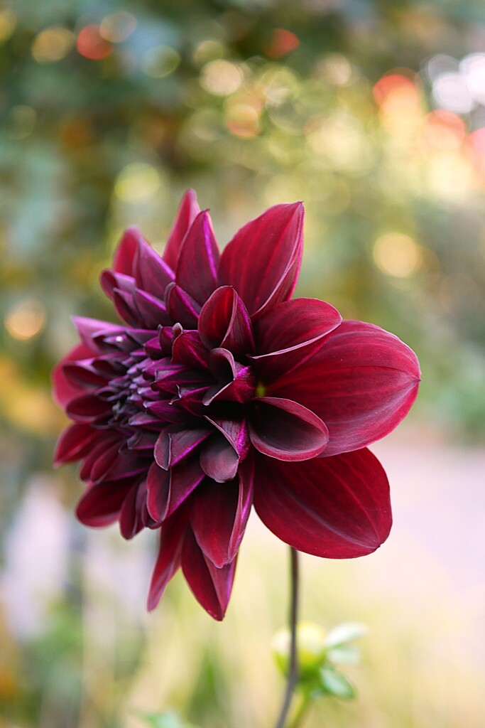 ① ダリア：黒蝶（コクチョウ）が咲いてました。