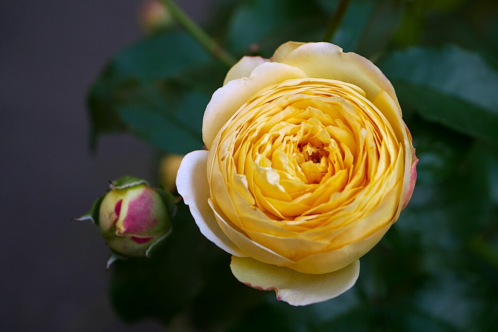 四季の香ローズガーデンの薔薇  ①