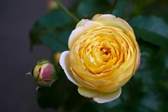 四季の香ローズガーデンの薔薇  ①