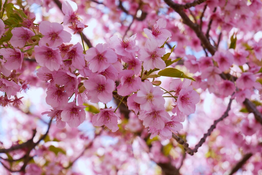 「三浦海岸桜まつり」にて