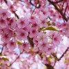 「三浦海岸桜まつり」にて