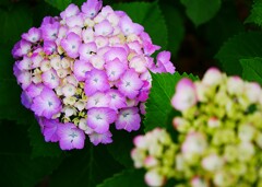 ① 紫陽花のシーズンが・・・