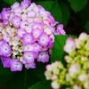 ① 紫陽花のシーズンが・・・