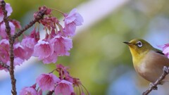 ② 寒緋桜とメジロ