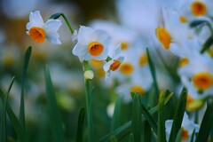 「スイセン畑」に咲く水仙  ③