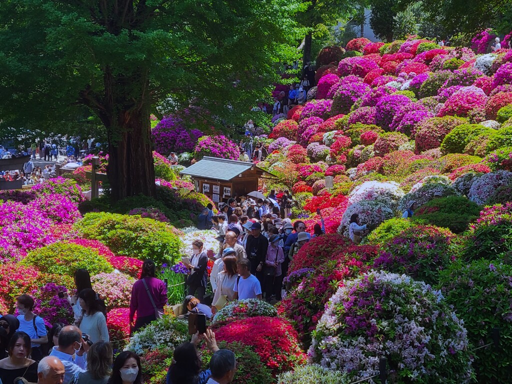 「根津神社」の・・・