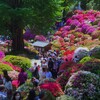 「根津神社」の・・・