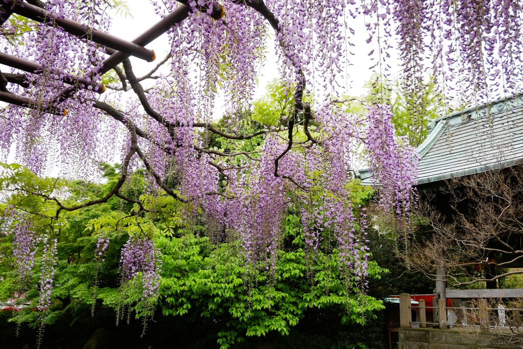 「藤の花」が咲きました（1）