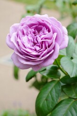 ④ 秋バラが咲いてました。