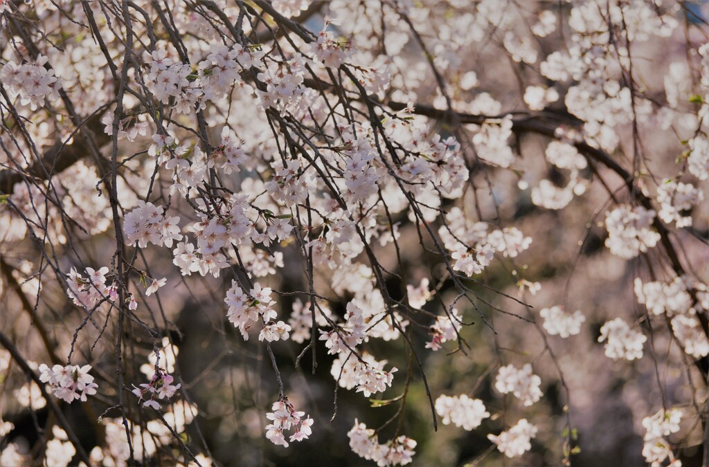 しだれ桜（3）