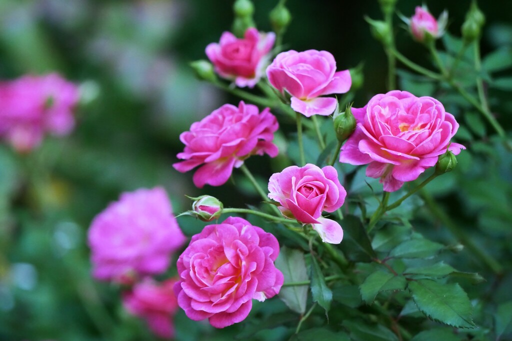 薔薇