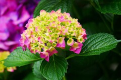 白山神社で「第41回 文京あじさいまつり」が・・・